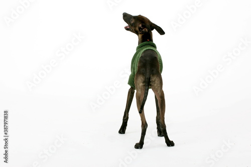 Italian Greyhound wearing green sweater  Piccolo Levriero Italiano  isolated on white  studio shot