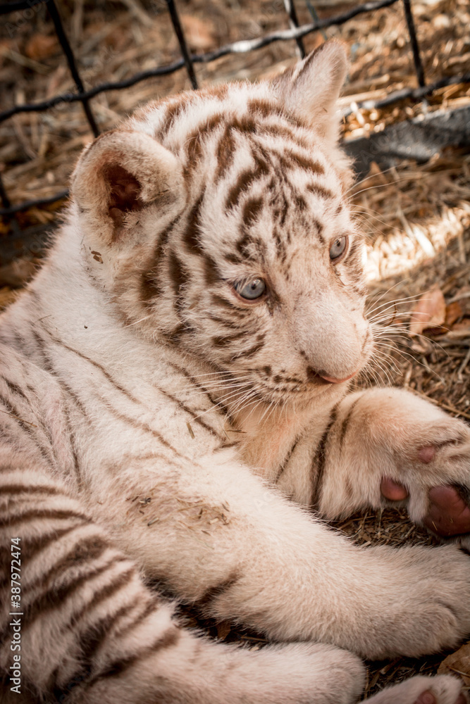 portraits of a tiny white tiger cub portraits of a tiny white tiger cub