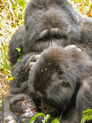 Gorilla familly mom, one month old baby and a big silverback male in the wild, in Bwindi, Uganda