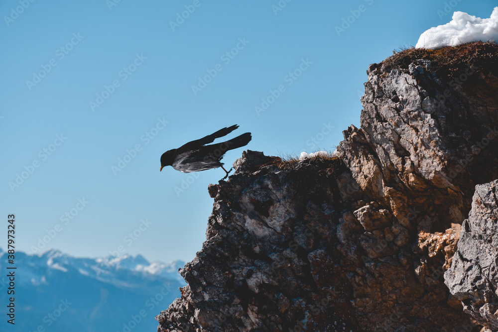 Fototapeta premium Vogel in Bayern