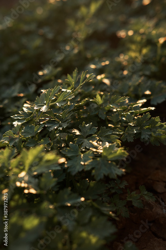 Curly parsley. Plantation of greenery close-up. Food background of green parsley leaves