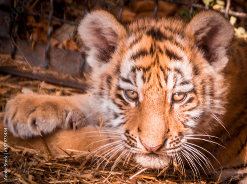 tiger cub is thoughtful beyond his years