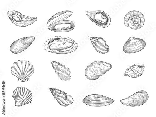 Oyster. Seafood gourmet products natural fresh shells vector doodle collection. Sea menu oyster, cooking delicious or prepared delicacy illustration