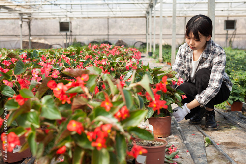 Confident chinese female on plantation of begonia in her greenhouse. High quality photo