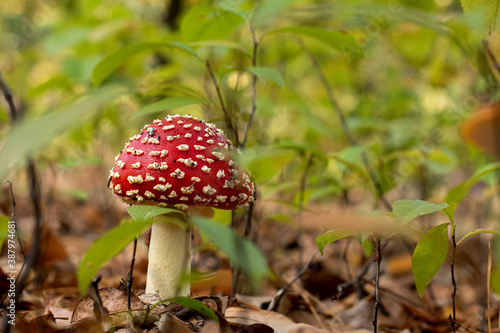 Fly agaric or Amanita muscaria. A toxic inedible mushroom in forest nature