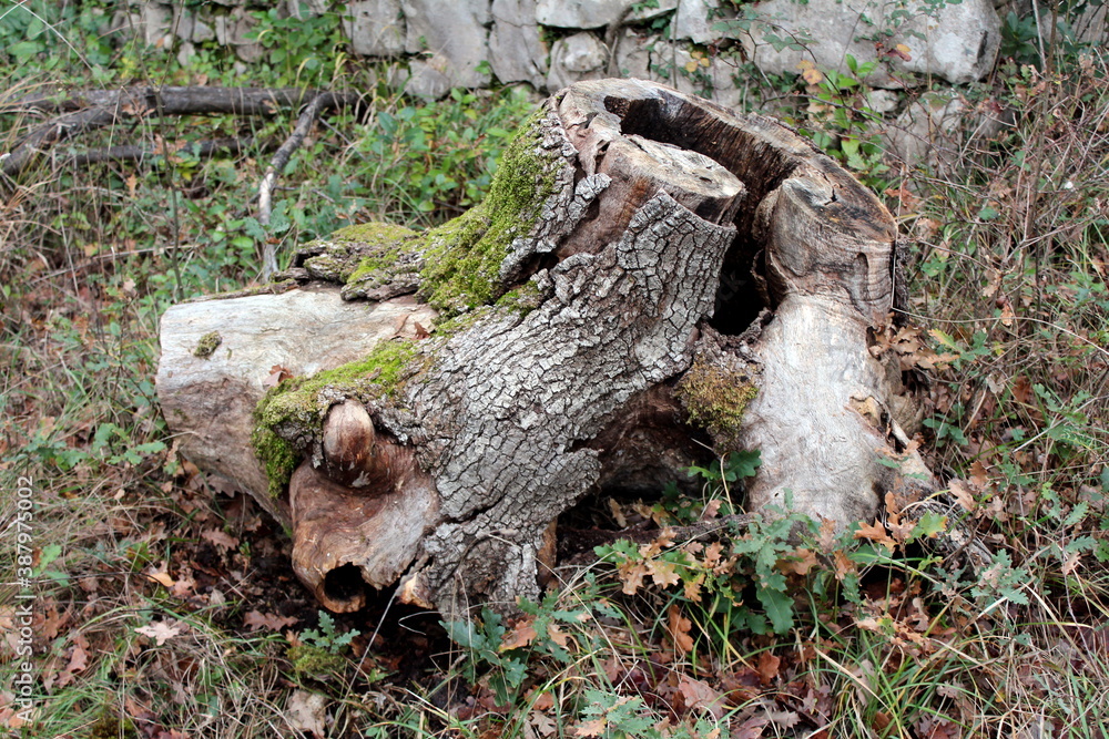 Fototapeta premium Unusual strange looking tree stump with holes and broken tree bark covered with moss left in abandoned public park surrounded with fallen leaves and dry grass next to traditional stone wall on cold