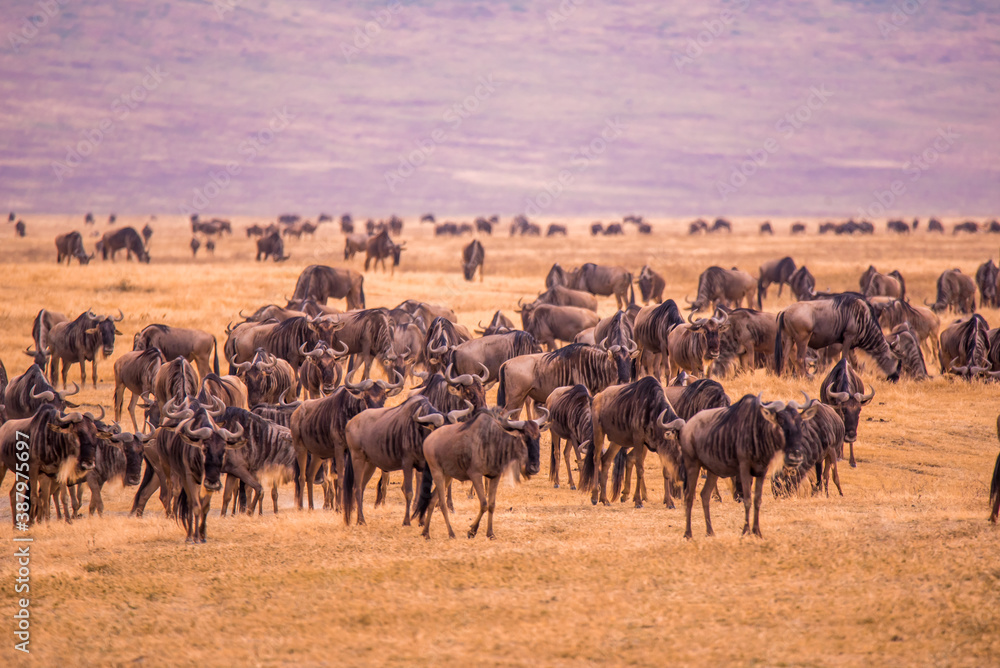 Herd of gnus and wildebeests in the Ngorongoro crater National Park, Wildlife safari in Tanzania, Africa.