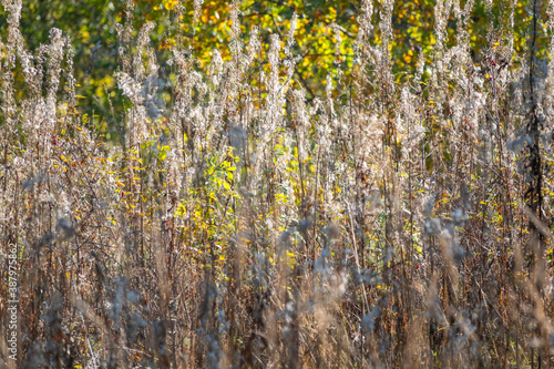 Yellowed grass on the edge of the autumn forest