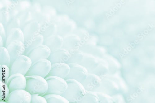 Close up view on light blue Chrysanthemum flowers as background (shallow depth of field, macro)