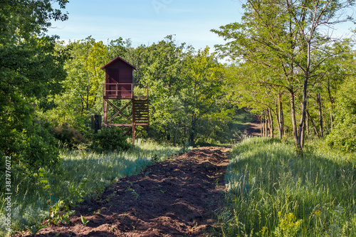 Wooden watch tower in green summer wood near firebreak for wildfire prevention. Artificial strip of bare ground in forest for stopping fire spread