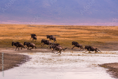 Herd of gnus and wildebeests in the Ngorongoro crater National Park, Wildlife safari in Tanzania, Africa. © Simon Dannhauer