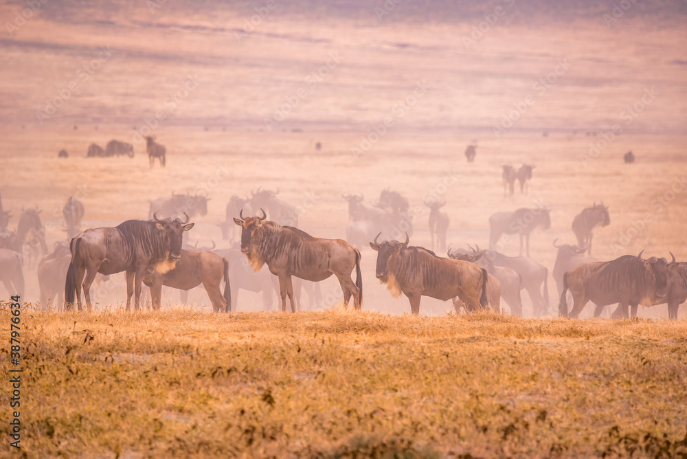 Herd of gnus and wildebeests in the Ngorongoro crater National Park, Wildlife safari in Tanzania, Africa.