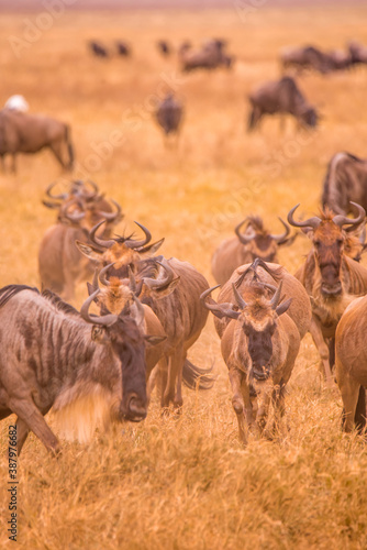 Wallpaper Mural Herd of gnus and wildebeests in the Ngorongoro crater National Park, Wildlife safari in Tanzania, Africa. Torontodigital.ca