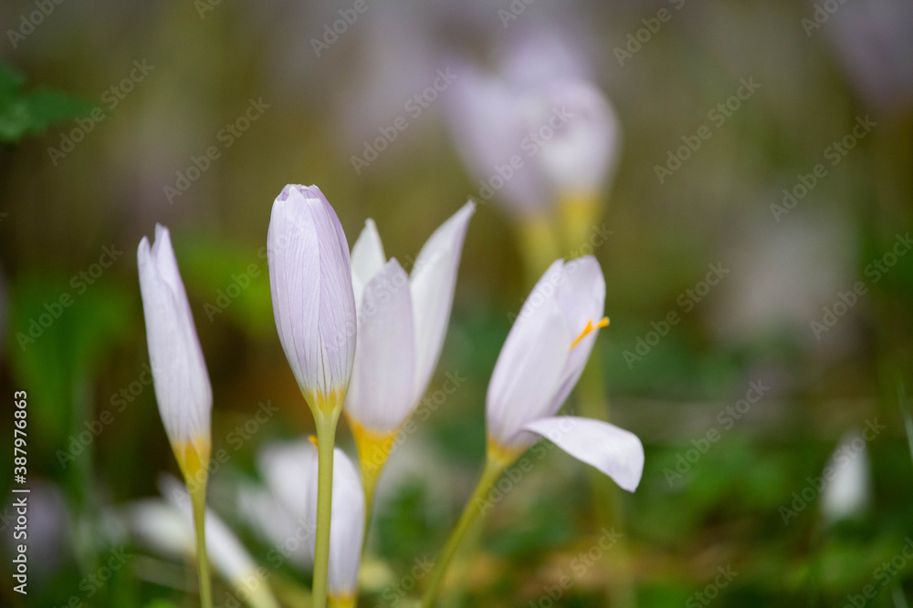 Soft focus of purple bieberstein crocus Soft focus of purple bieberstein crocus