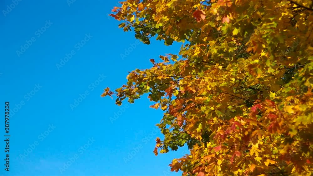 Autumn bright yellow maple leaves flutter in the wind, against the backdrop of a clear sky. High quality FullHD footage Autumn bright yellow maple leaves flutter in the wind, against the backdrop of a clear sky. High quality FullHD footage
