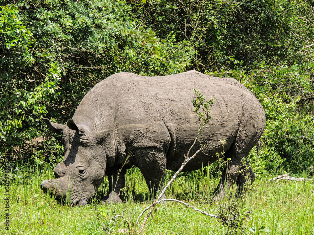 Rhinos at Ziwa Rhino and Wildlife Ranch, Uganda Rhinos at Ziwa Rhino and Wildlife Ranch, Uganda