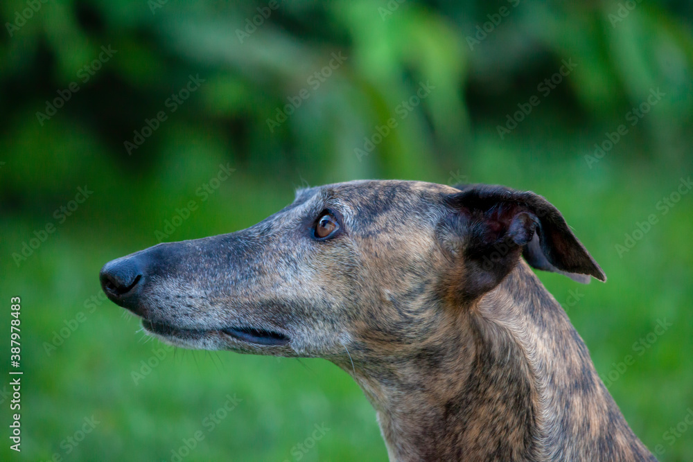 Galgo Paying Attention for Food