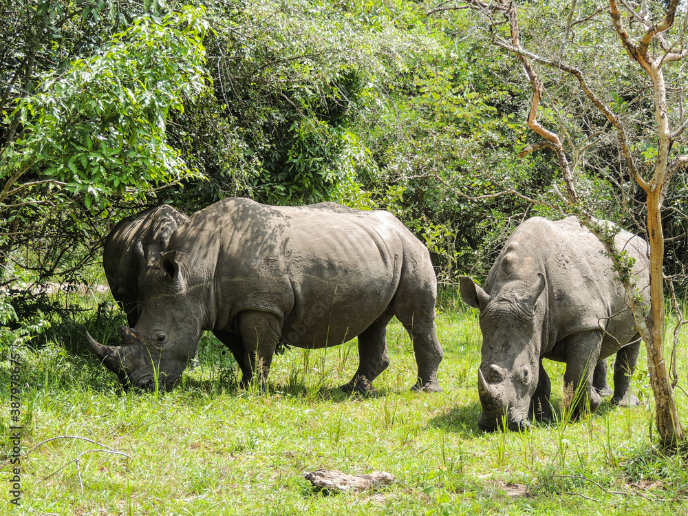 Rhinos at Ziwa Rhino and Wildlife Ranch, Uganda Rhinos at Ziwa Rhino and Wildlife Ranch, Uganda