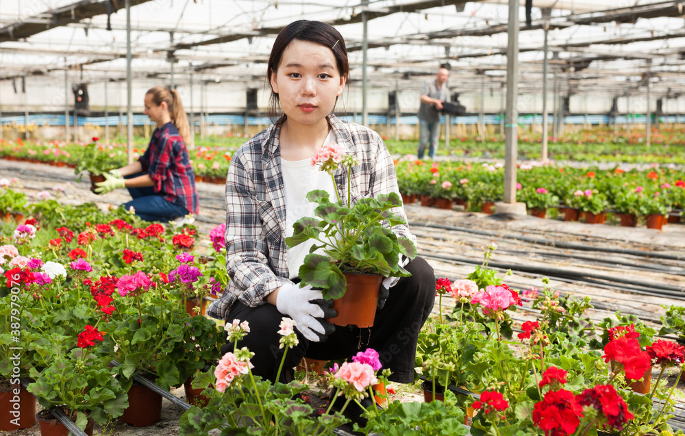 Successful chinese skilled florist girl working with flowers in greenhouse. High quality photo