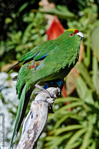 Yellow-fronted Parakeet (Cyanoramphus auriceps) photo