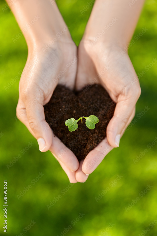 gardening, environment and nature concept - cupped hands holding plant growing in handful of soil at summer garden gardening, environment and nature concept - cupped hands holding plant growing in handful of soil at summer garden