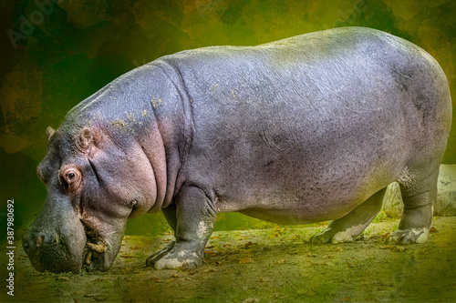closeup of a hippo