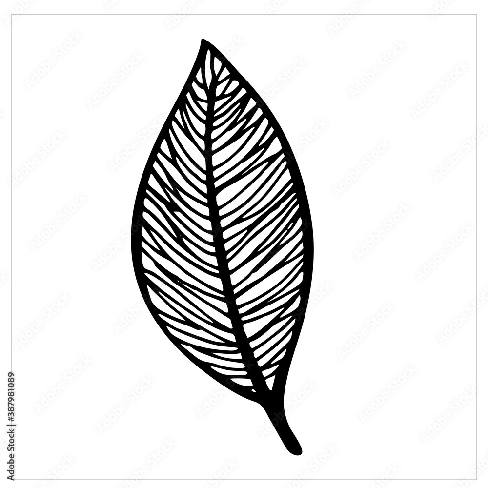 Leaf, isolated simple hand drawn vector illustration on white background Leaf, isolated simple hand drawn vector illustration on white background
