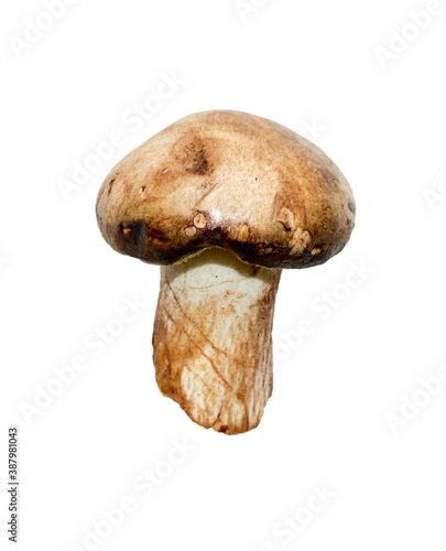 Small mushroom poddunnik on a white background