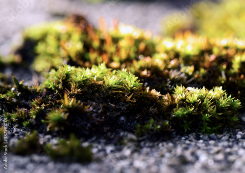 Close up green moss © Sarah