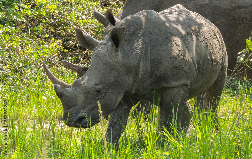 Obraz premium Rhinos at Ziwa Rhino and Wildlife Ranch, Uganda