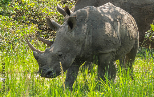 Rhinos at Ziwa Rhino and Wildlife Ranch  Uganda