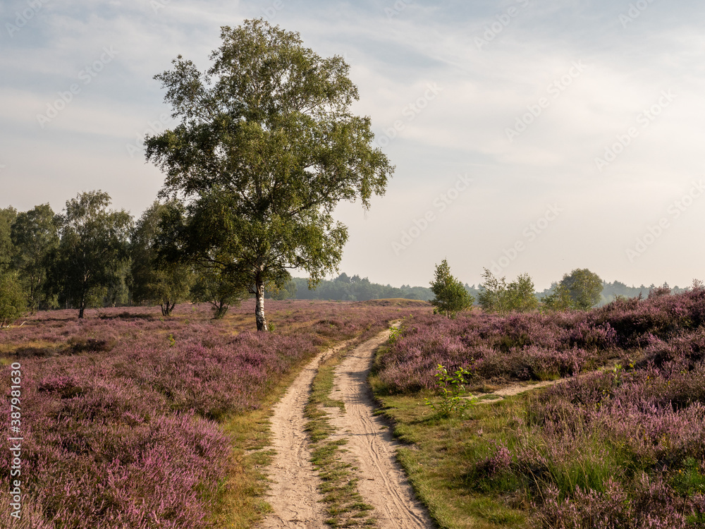 Purple blooming heather near a place called Hilversum in the Netherlands Purple blooming heather near a place called Hilversum in the Netherlands