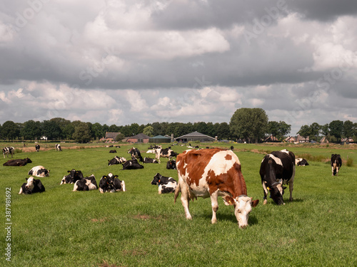 Black and white cows in the meadow  the Netherlands  farm animals