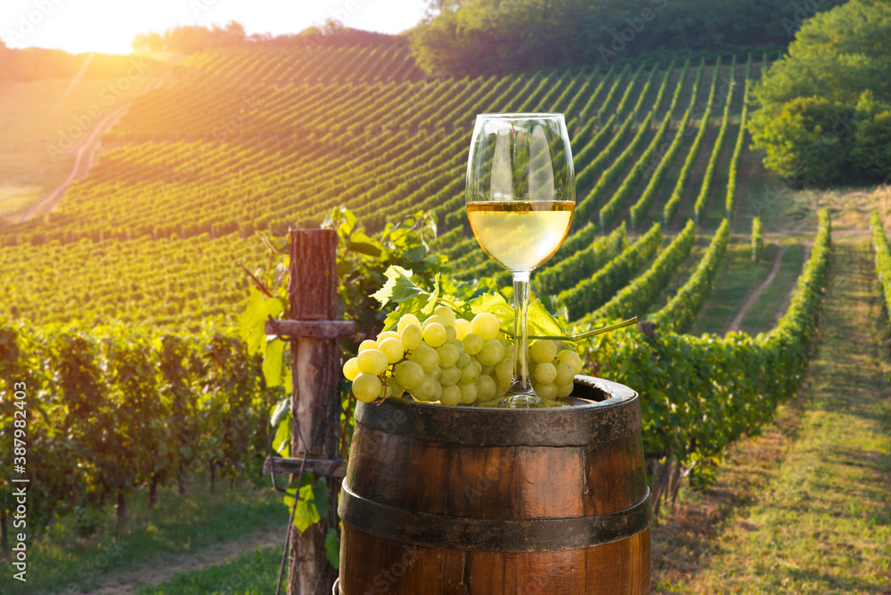 Fototapeta premium White wine with barrel on vineyard in Chianti, Tuscany, Italy