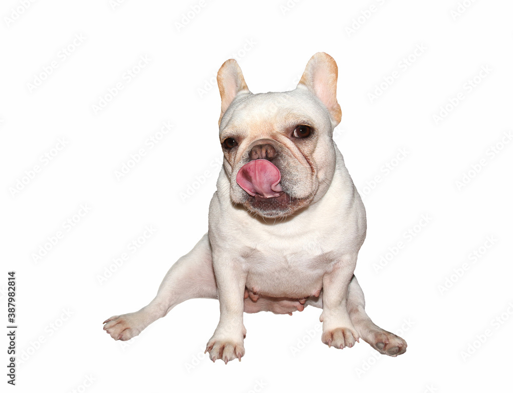 Fototapeta premium French bulldog is sitting with white bckground.