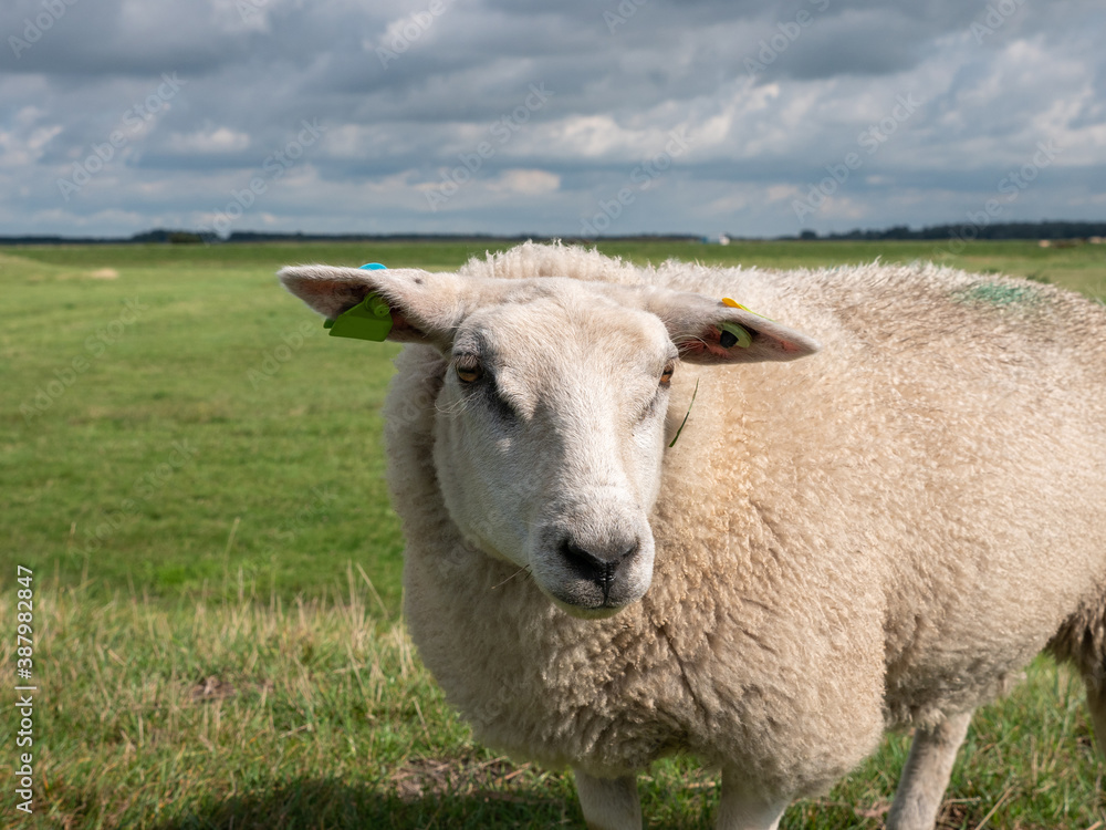 Sheep in the polder of Eemnes, meadow in the Netherlands Sheep in the polder of Eemnes, meadow in the Netherlands