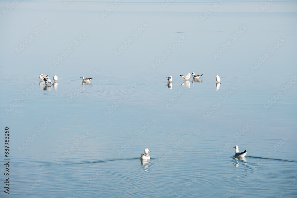 Birds in the clean lake, natural scenery.
