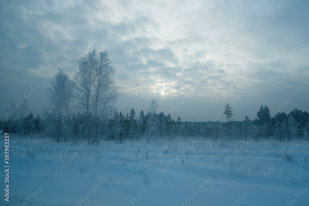 Winter, in cloud nature snow covered many big tree in forest in the evening.