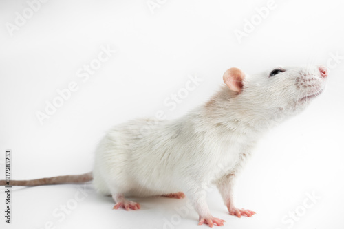 Husky rat, 12 months old, in front of white background