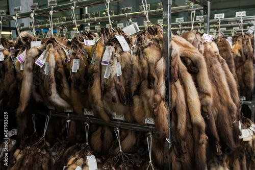 Expensive brown mink and sable fur skins hanging at auction exhibition photo