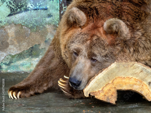 Tien Shan brown bear lies on a log and looks away. The bear is relaxed. Background with large and beautiful animals. photo