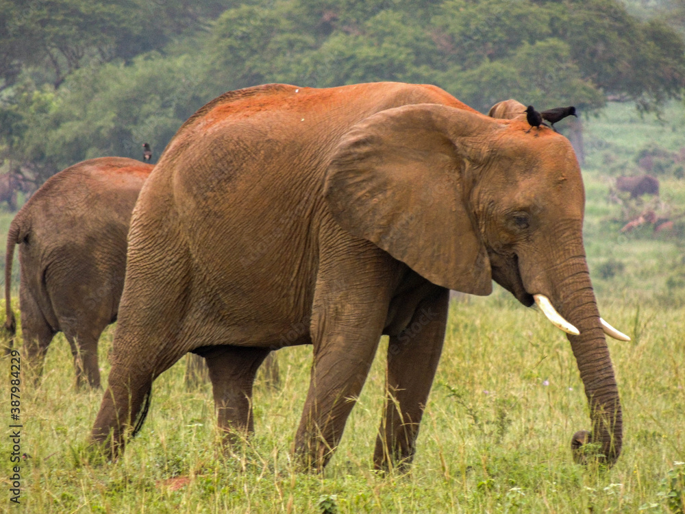 Fototapeta premium Elephants in Murchison Falls National Park,Uganda