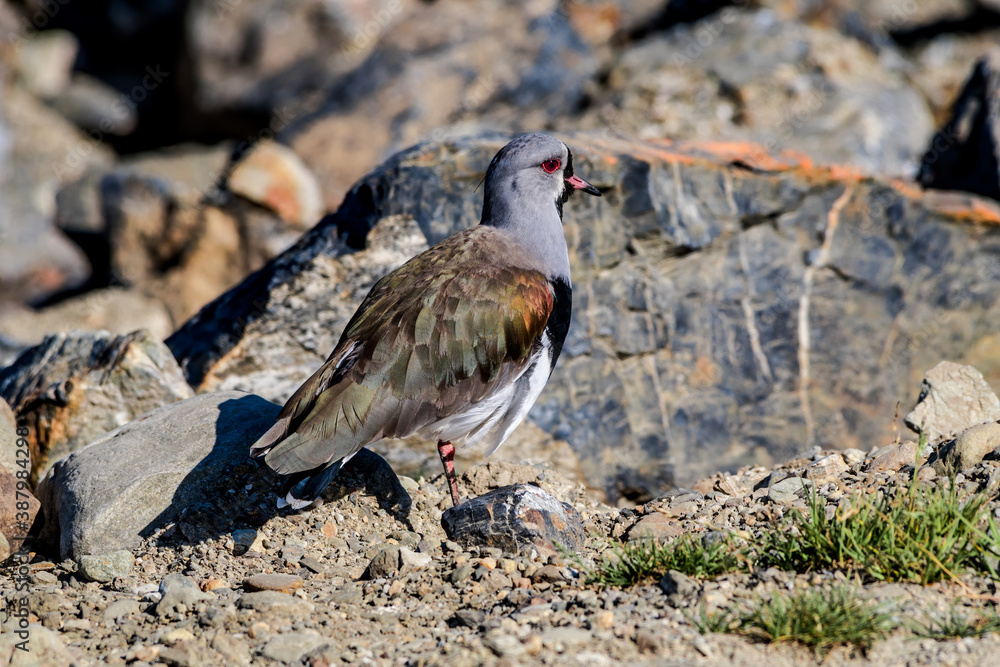 Fototapeta premium Southern Lapwing (Vanellus chilensis) in Ushuaia area, Land of Fire (Tierra del Fuego), Argentina