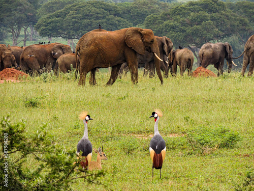 Elephants and royal crane in Murchison Falls National Park,Uganda