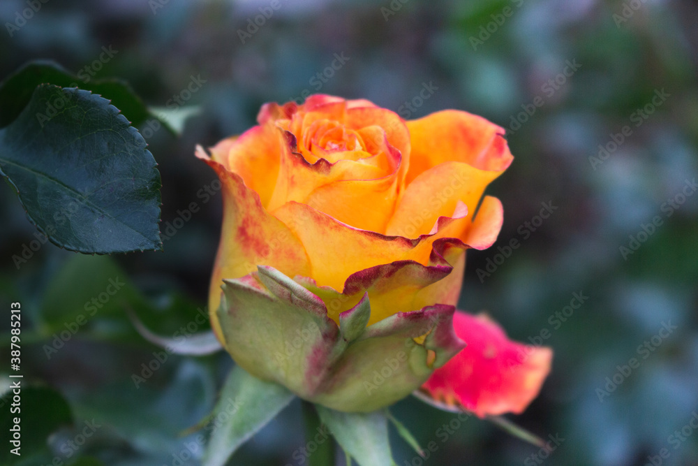 rose bud with orange-pink petals on blurred green background
