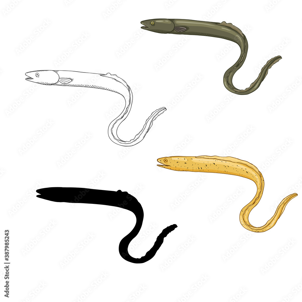 Fototapeta premium Vector Set of Eel Fish Illustrations