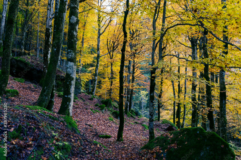 Obraz premium Forest in autumnal dress at Bagni di Masino, Valtellina, Italy
