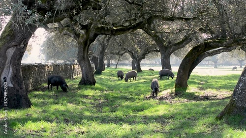 Group of Iberian female pigs eating grass in the field