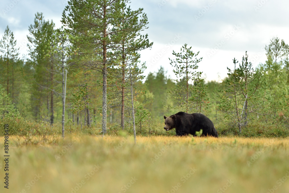 brown bear in the wild forest taiga brown bear in the wild forest taiga