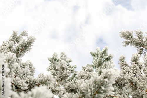 Winter cold background - pine branch with green needles covered with frosty hoarfrost and snow in the forest on a cloudy day. Frozen plants after snowfall close-up.